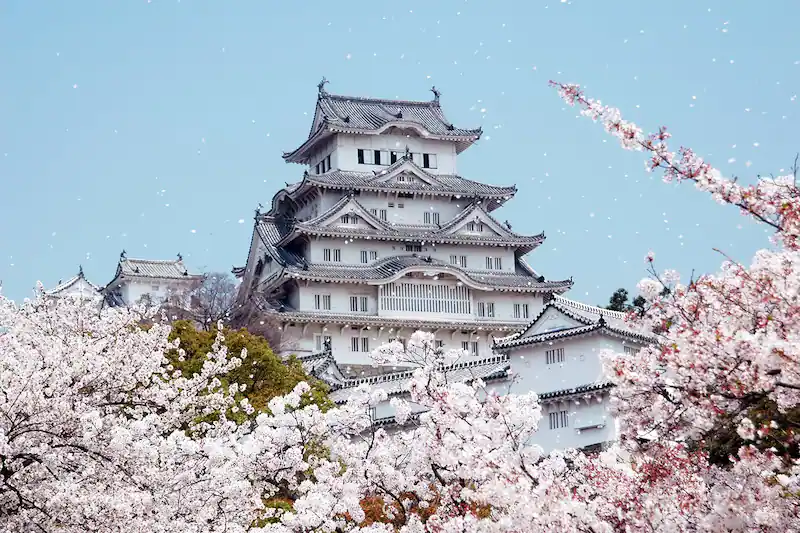 cà-ri Nhật Bản và hoa anh đào là biểu tượng văn hóa nổi tiếng